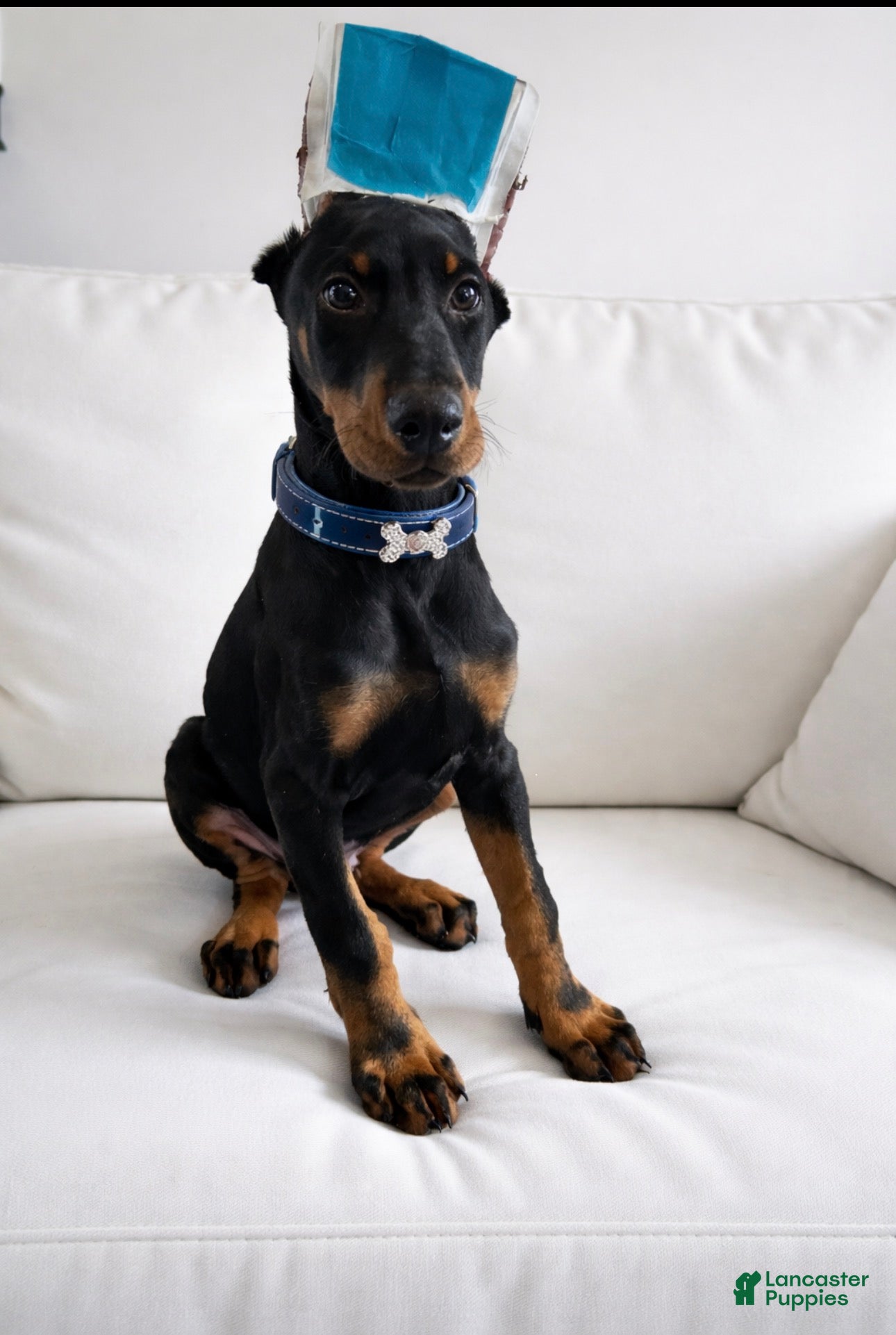 Doberman Pinscher dogs Doberman Pinscher cropped boy  - Ad 37