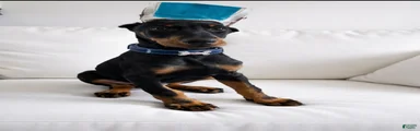 Doberman Pinscher cropped boy 