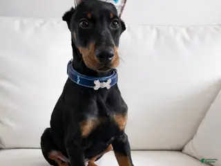 Doberman Pinscher dogs Doberman Pinscher cropped boy - Ad 37