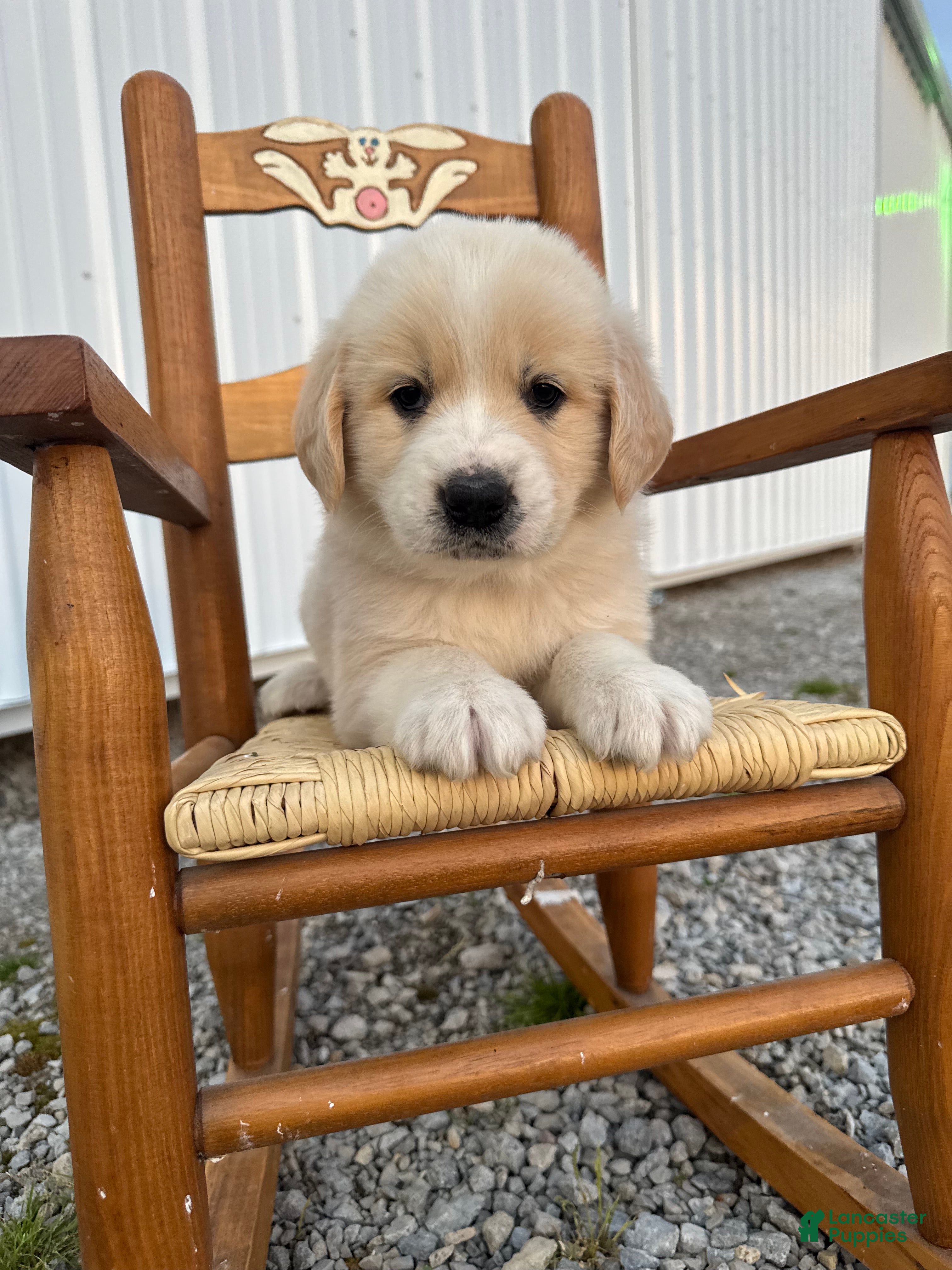 Mixed Breed dogs Golden Pyrenees- Orange Collar Girl  - Ad 2