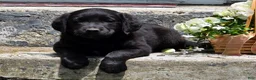 Labradoodle dogs for sale: Inky - Ad 3