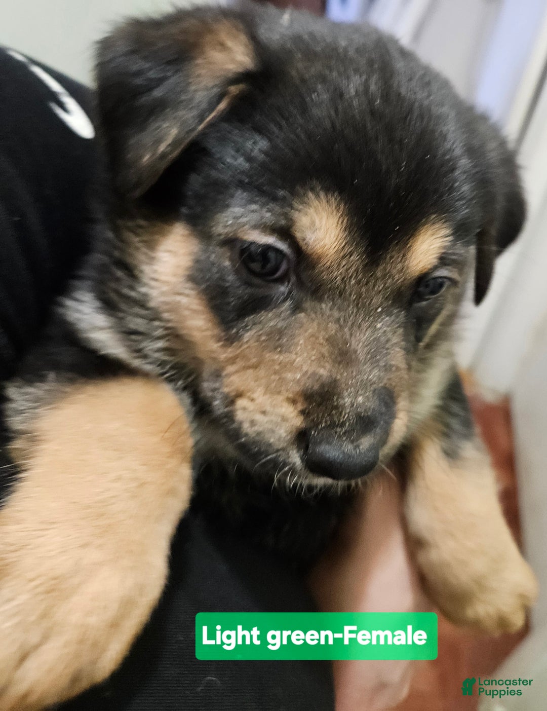 Mixed Breed dogs for sale:  Puppy 9 Light Green  - Ad 7