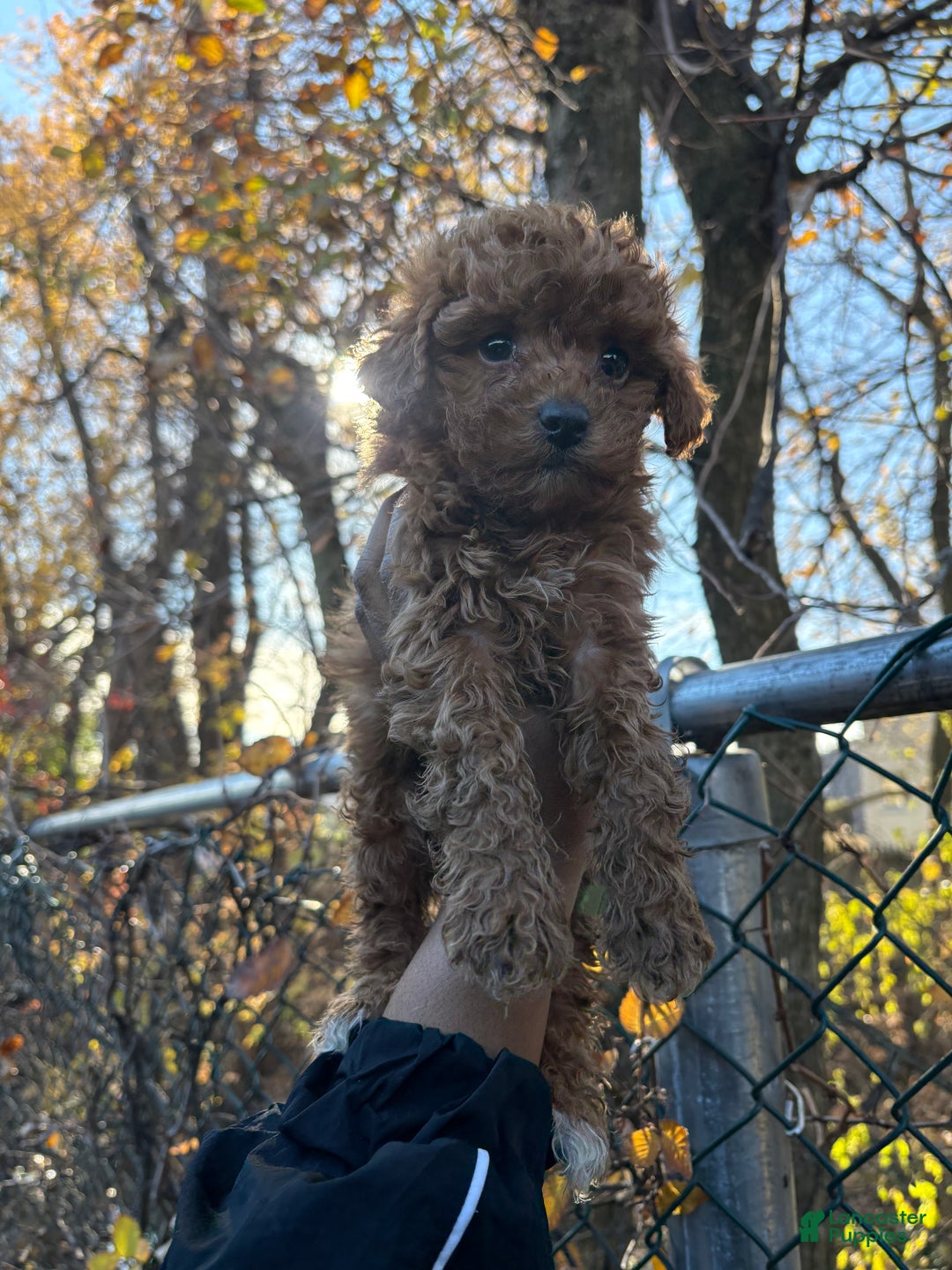 Toy Poodle dogs for sale: TOY TEACUP TYLER - Ad 2
