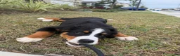 Bernese Mountain Dog dogs for sale: Bernese Mountain Dog Puppy 1 - Ad 11