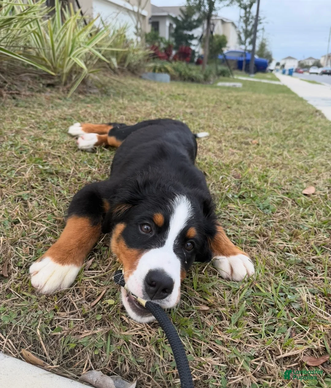 Bernese Mountain Dog dogs for sale: Bernese Mountain Dog Puppy 1 - Ad 11