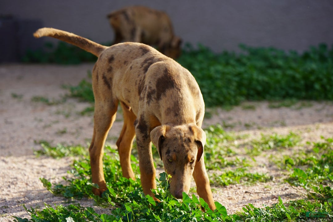 Mixed Breed dogs for sale: Lilac Fawn Merle M1 RT - Ad 15