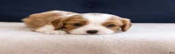Cavalier King Charles Spaniel dogs for sale: Charm - Ad 3