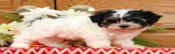 Havanese dogs for sale: Rosey - Ad 5