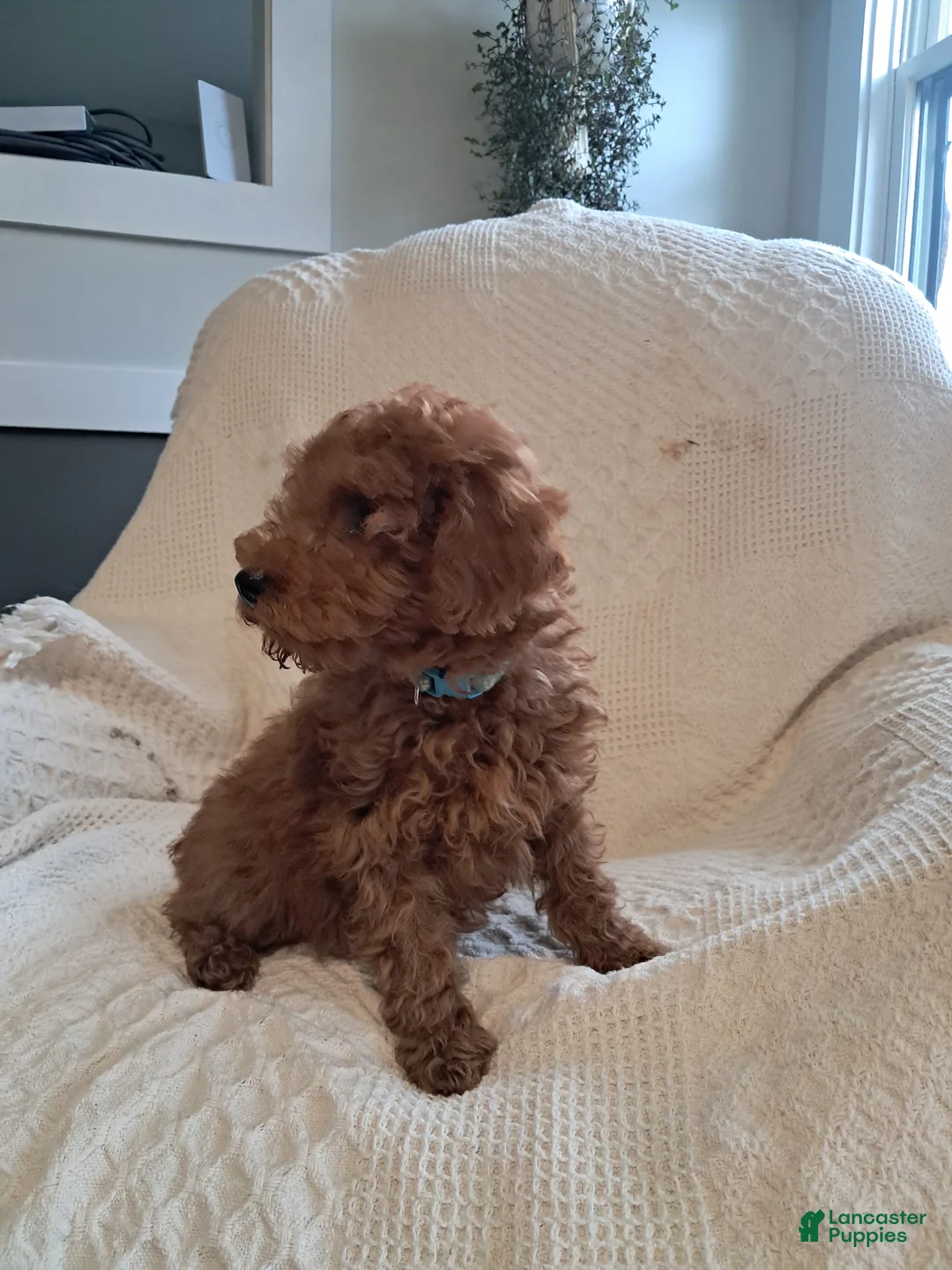 Miniature Poodle dogs for sale: Lucky - Ad 6