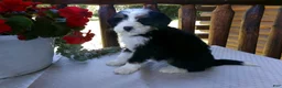Mini Bernedoodle dogs for sale: Bertha - Ad 6