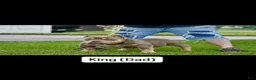 American Bully dogs for sale: Lilac tri male  - Ad 9