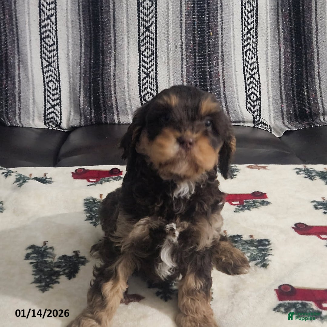 Cavapoo dogs for sale: Caramel - Ad 4