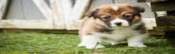 Welsh Corgi Pembroke dogs for sale: Gene - Ad 4