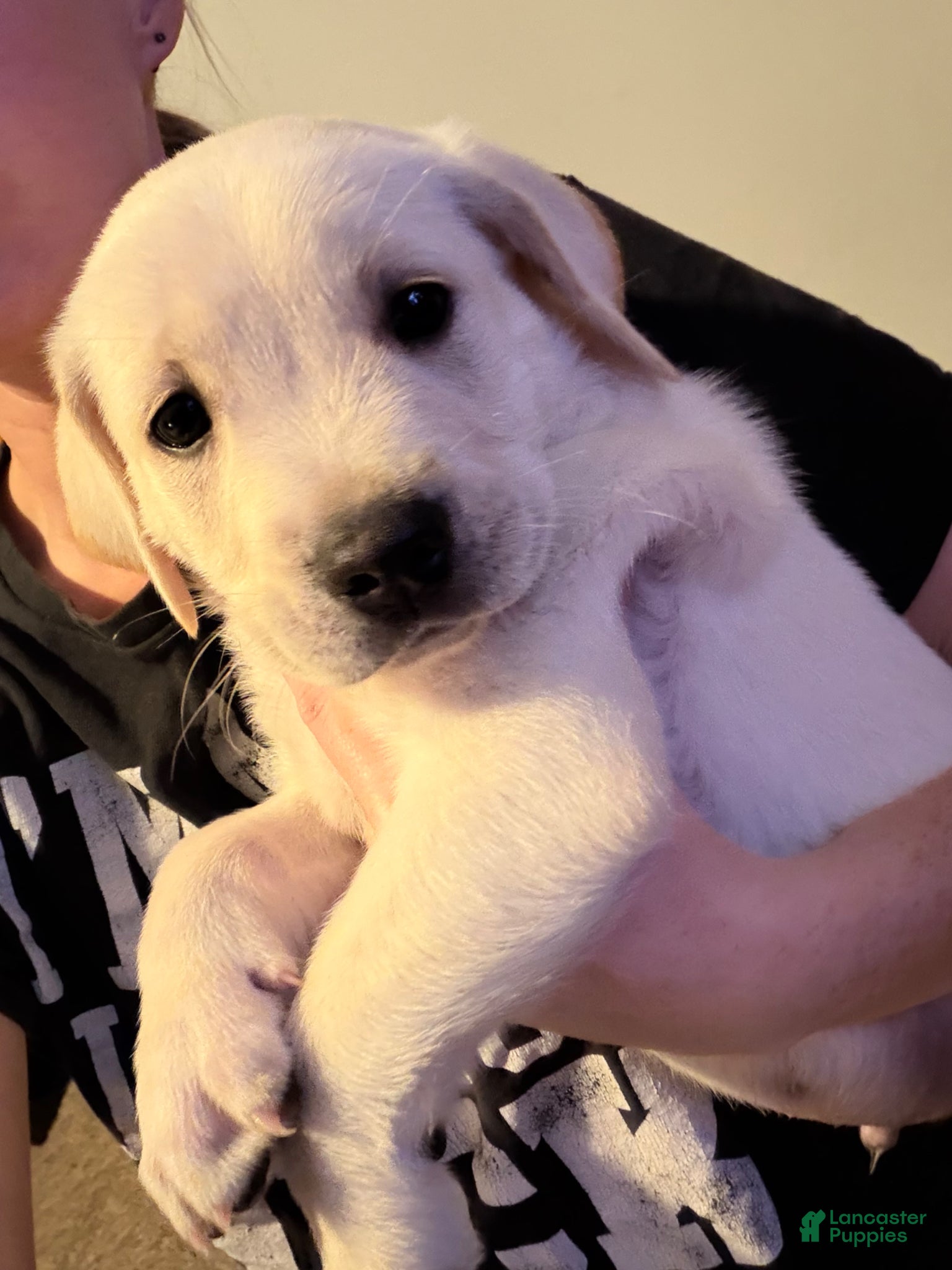 Goldador dogs Goldador Puppy 3 - Ad 2