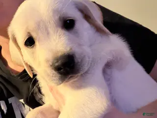 Goldador dogs Goldador Puppy 3 - Ad 2