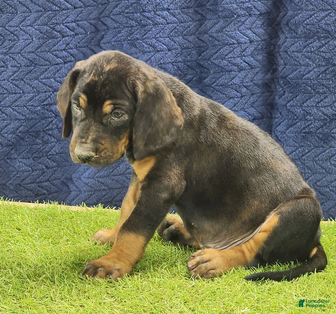 Mixed Breed dogs for sale: 2025 Bloodahoula Male 1 "Curly" - Ad 7