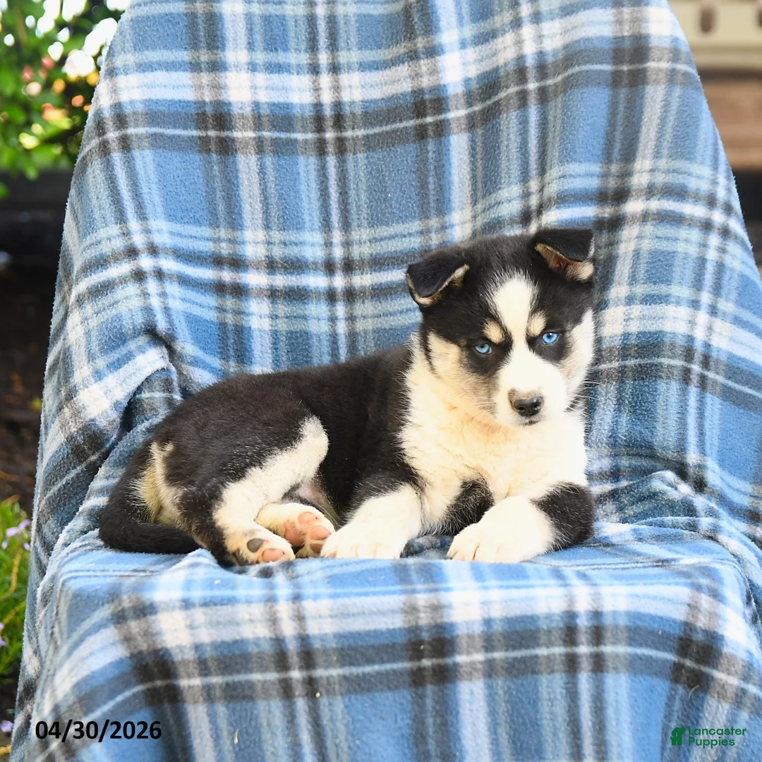 Pomsky dogs for sale: Taiga - Ad 3