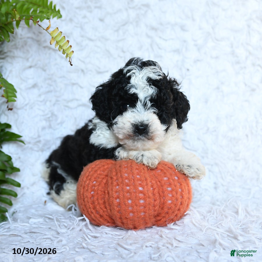 Toy Poodle dogs for sale: Buddy - Ad 1