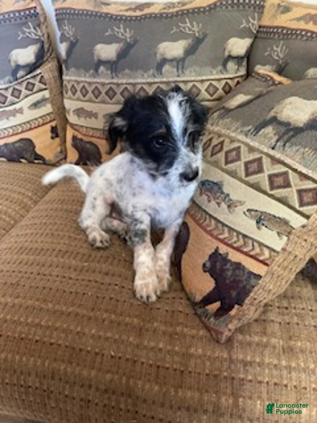 Mini Aussiedoodle dogs for sale: Miniature Aussiedoodle Charlie - Ad 1