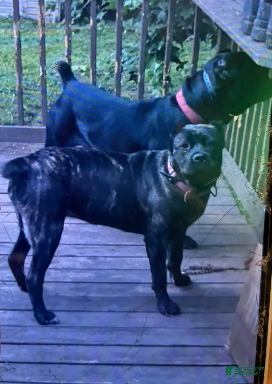 Cane Corso dogs for sale: Cane Corso 5 - Ad 2
