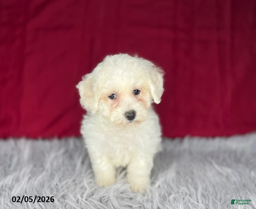 Bichon Frise dogs for sale: Misty - Ad 1