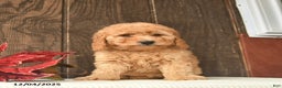 Mini Goldendoodle dogs for sale: Gloria  - Ad 2