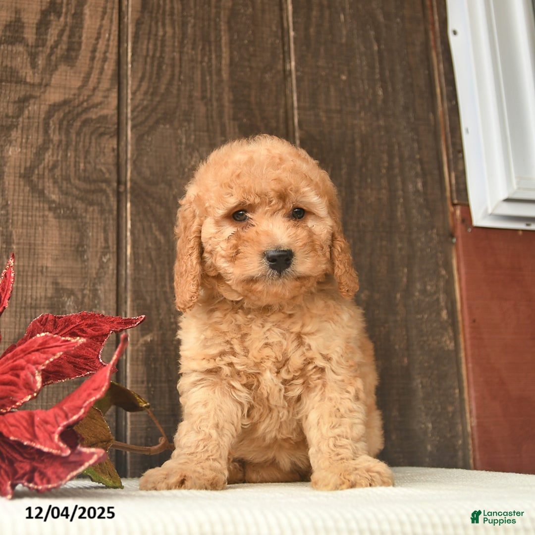 Mini Goldendoodle dogs for sale: Gloria  - Ad 2