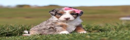Mini Bernedoodle dogs for sale: Candy - Ad 2