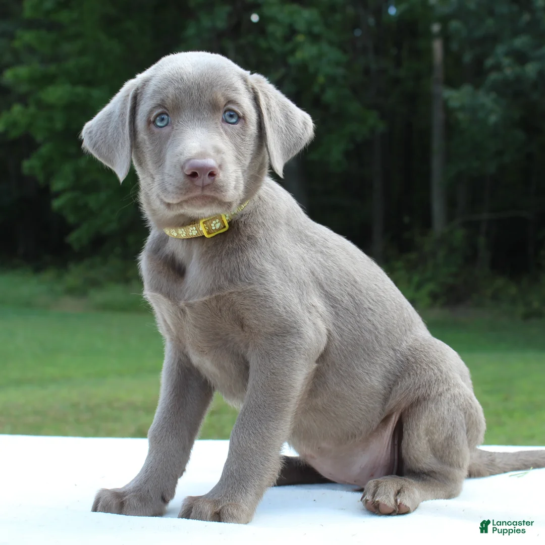 Labrador Retriever dogs for sale: Tabby - Ad 1