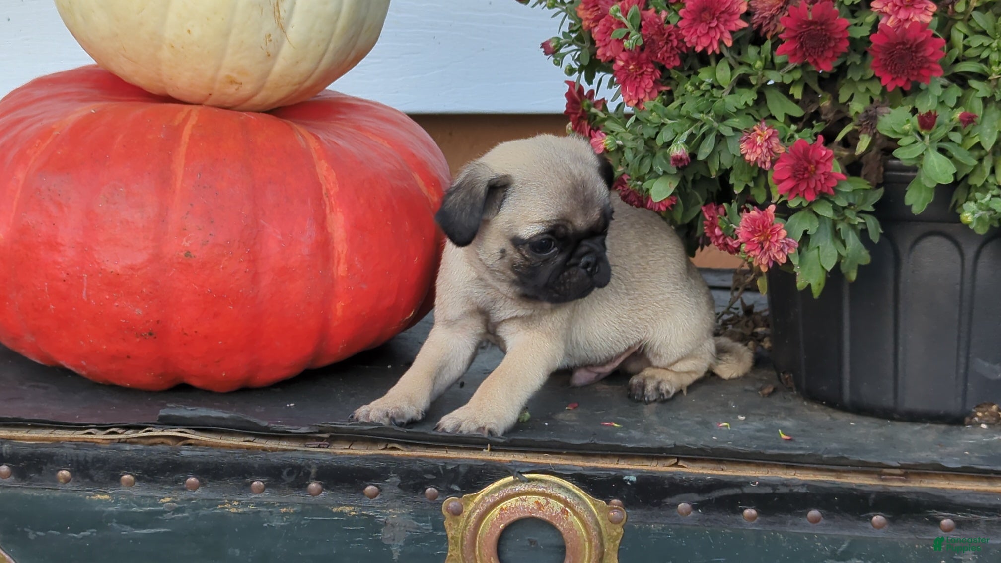 Pug