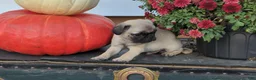 Pug dogs for sale: Mr. Pibb - Ad 1