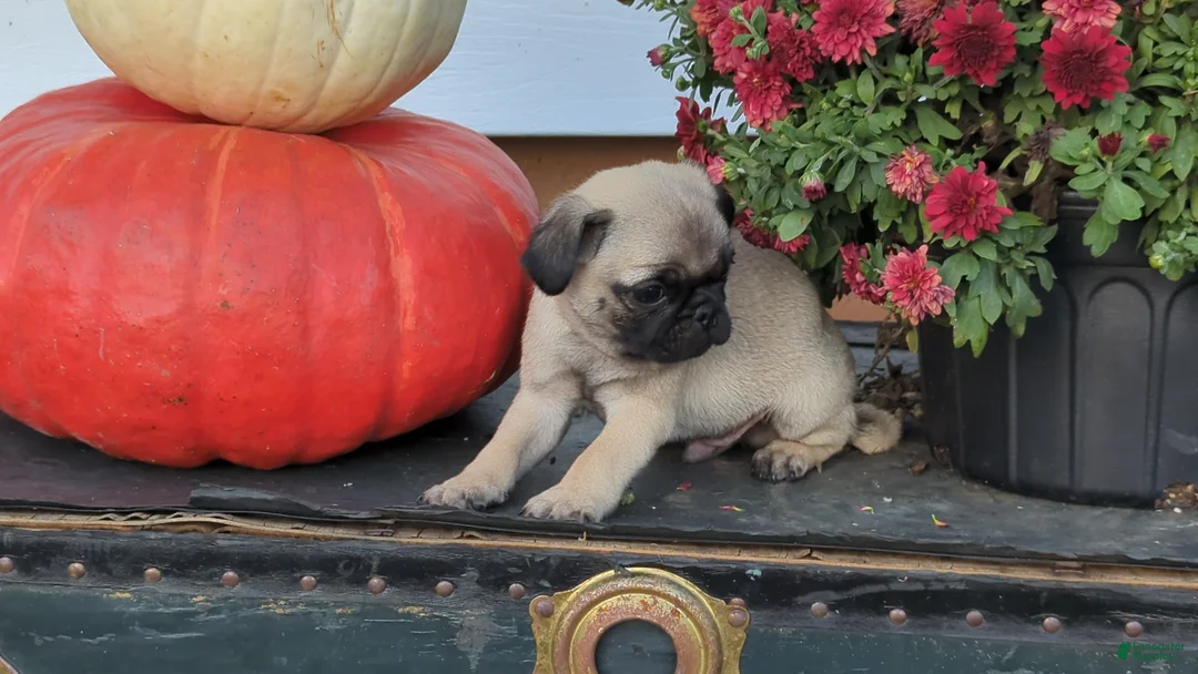 Pug dogs for sale: Mr. Pibb - Ad 1