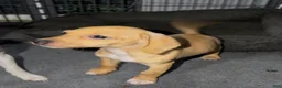 Chiweenie dogs for sale: Chiweenie 1 - Ad 3