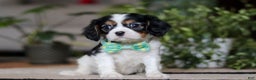 Cavalier King Charles Spaniel dogs for sale: Shawn - Ad 2
