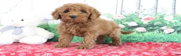 Mini Goldendoodle dogs for sale: Tyler - Ad 4