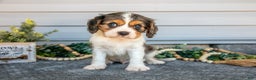 Cavalier King Charles Spaniel dogs for sale: Roman - Ad 2