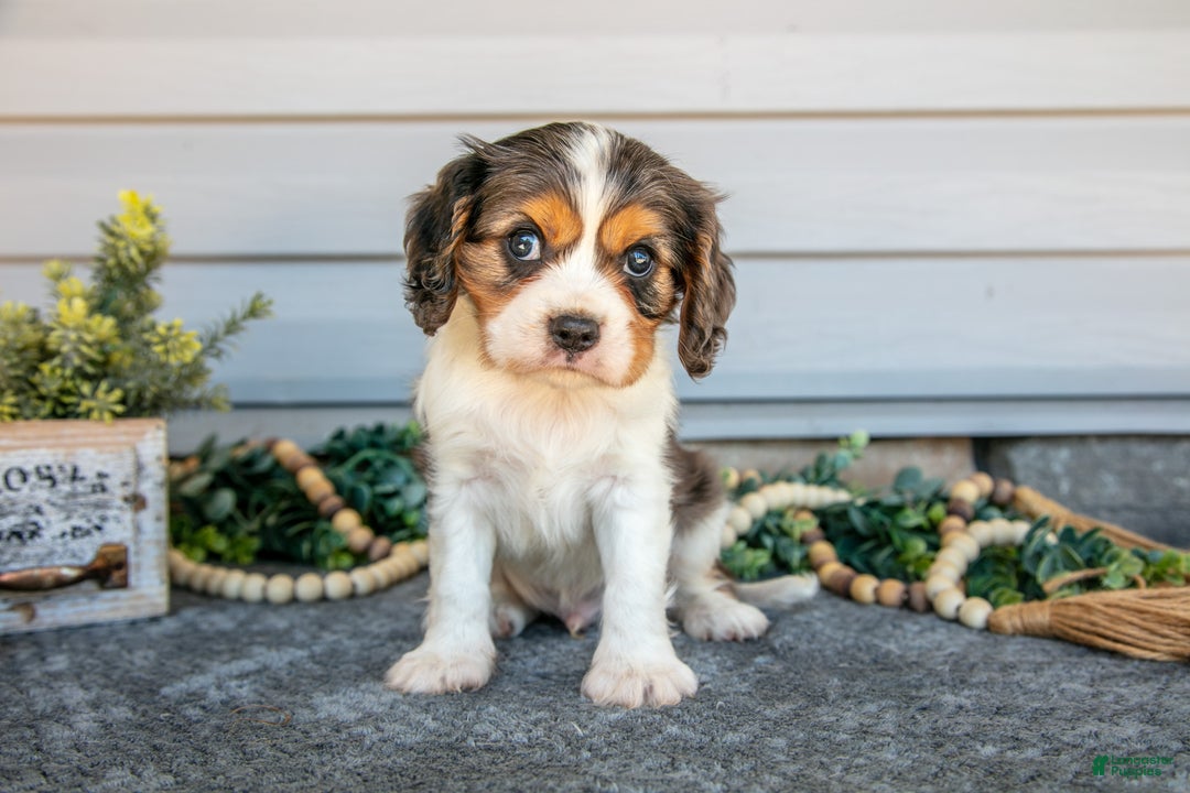 Cavalier King Charles Spaniel dogs for sale: Roman - Ad 2