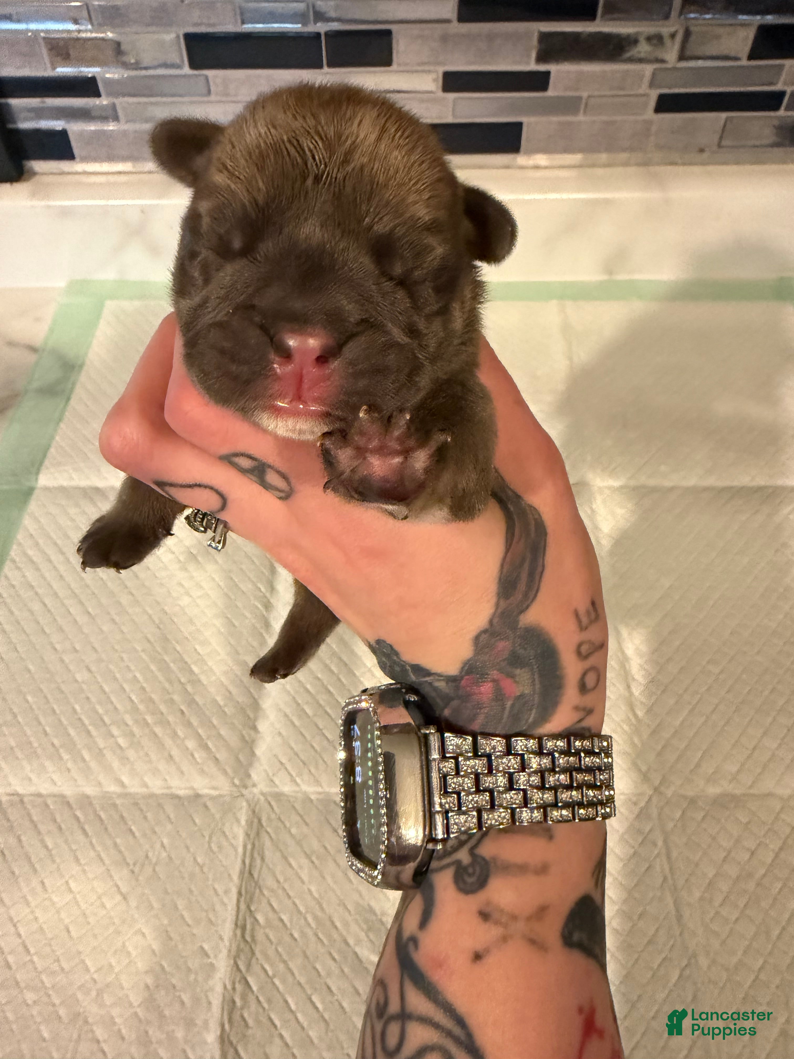English Bulldog dogs Blue fawn male - Ad 27