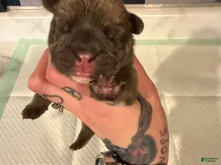 English Bulldog dogs Blue fawn male - Ad 23