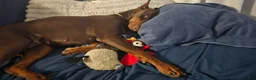Doberman Pinscher dogs for sale: Chili - Ad 20