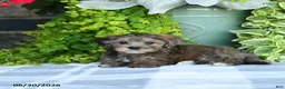 Maltipoo dogs for sale: Petunie  - Ad 3