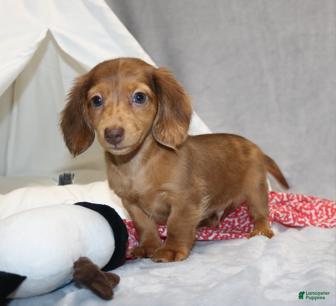 Miniature Dachshund dogs for sale: Archie  - Ad 1