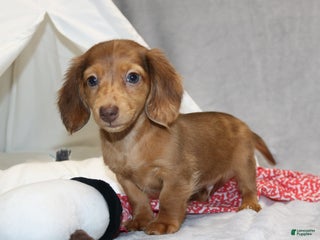 Miniature Dachshund dogs Archie - Ad 16