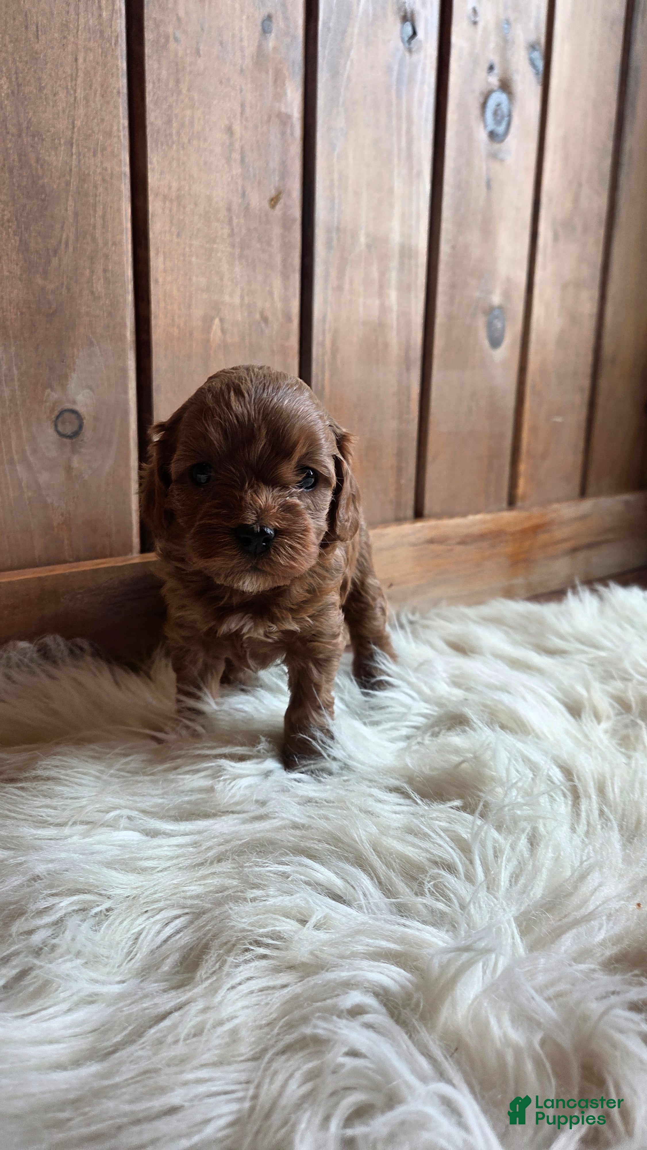Cavapoo dogs Jasper - Ad 14