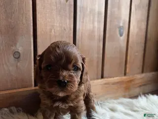 Cavapoo dogs Jasper - Ad 36