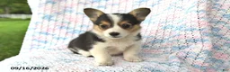 Welsh Corgi Pembroke dogs for sale: Aurora - Ad 3
