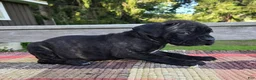 Cane Corso dogs for sale: AKC Baylee  - Ad 3