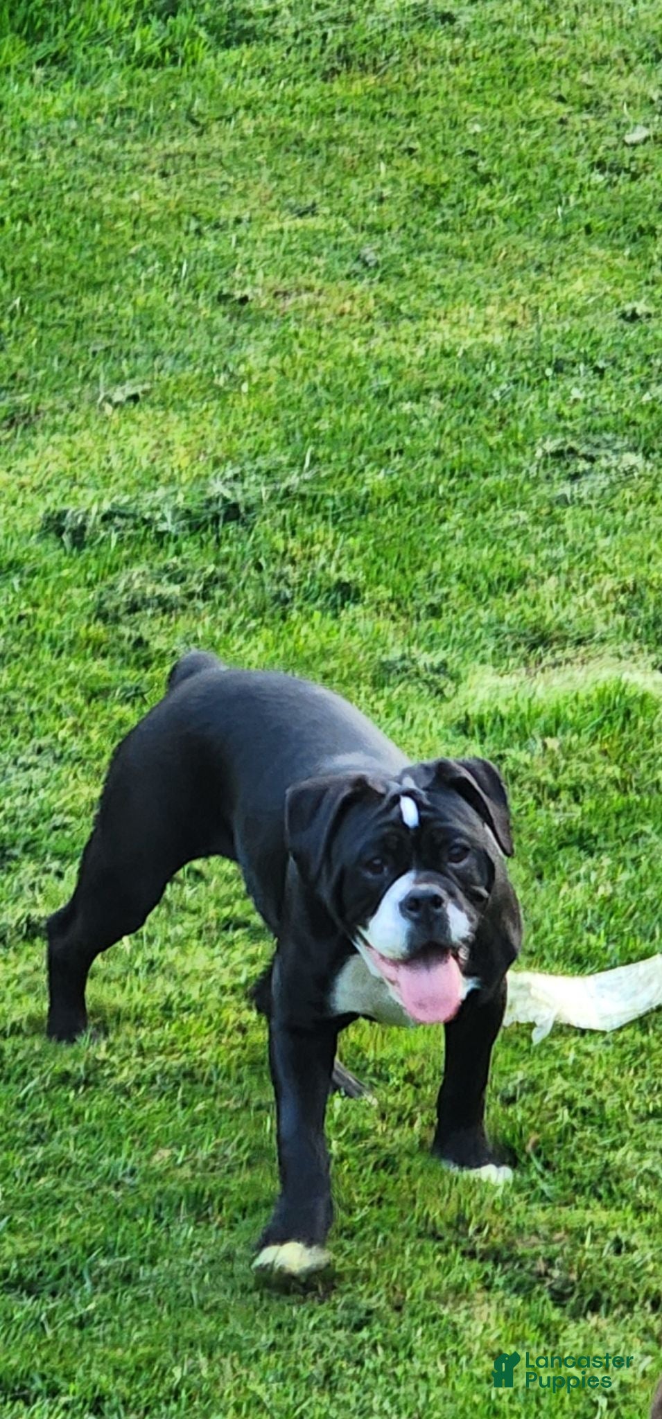 Olde English Bulldogge dogs Olde English Bulldogge 1 - Ad 1