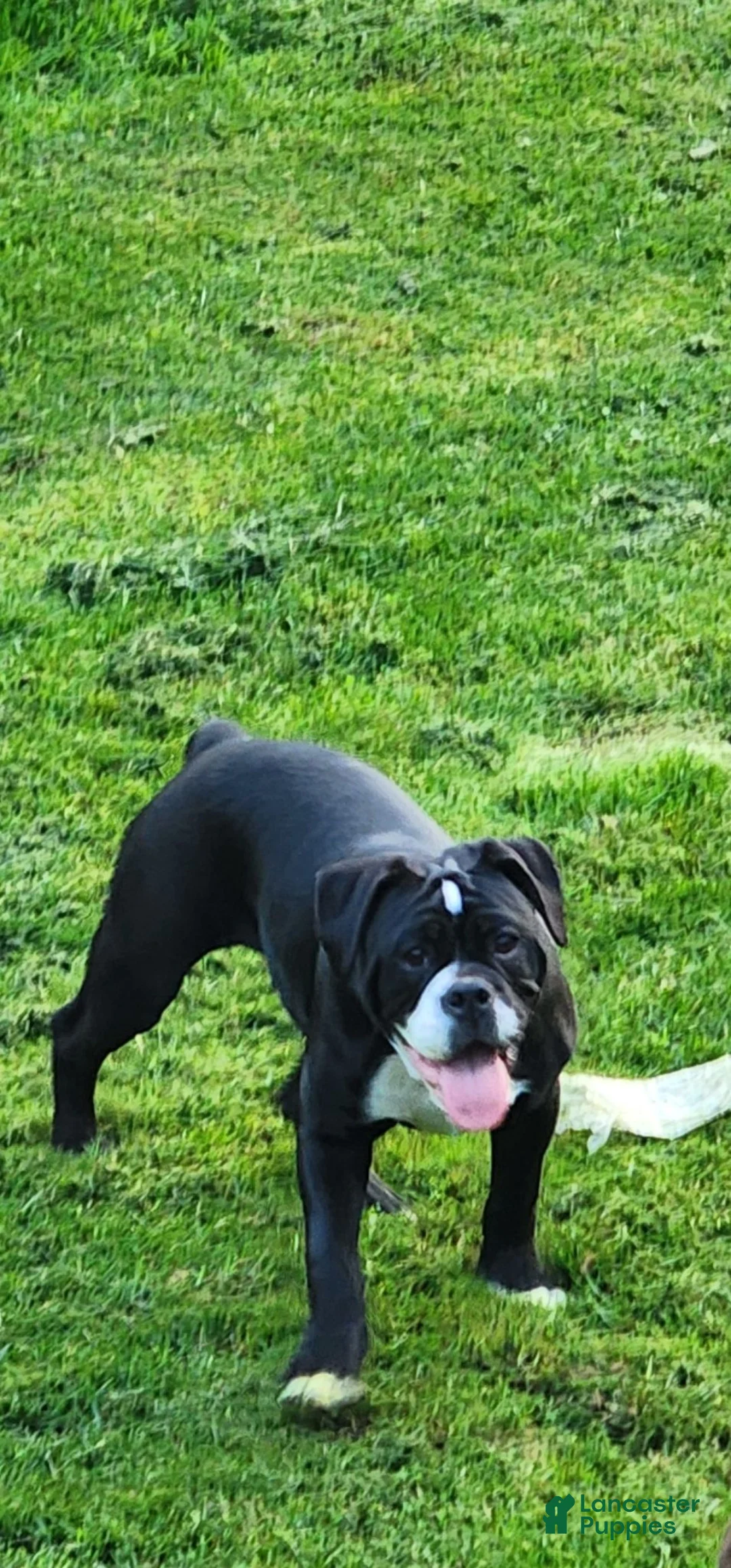 Olde English Bulldogge dogs for sale: Olde English Bulldogge 1 - Ad 1