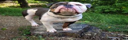 Olde English Bulldogge dogs for sale: Starry - Ad 13